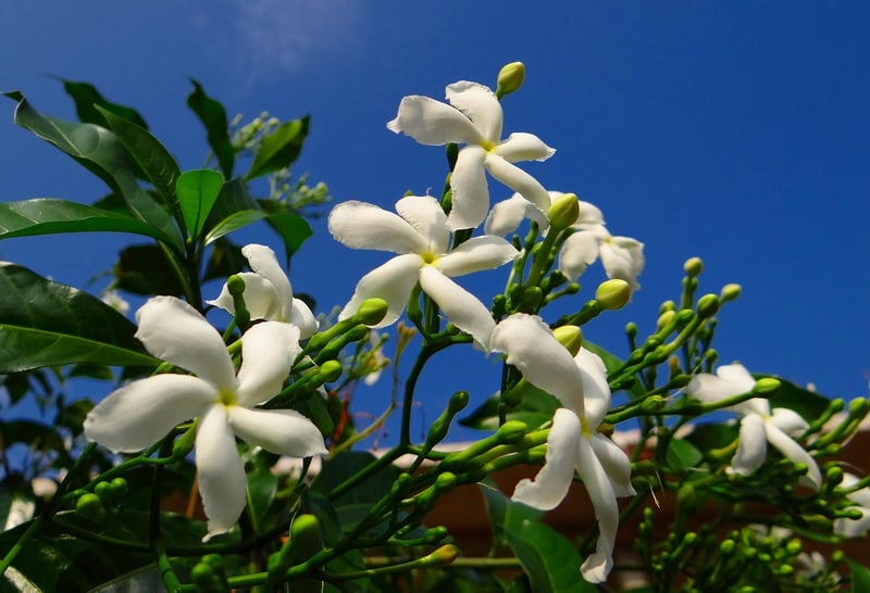 Moonbeam Fruits