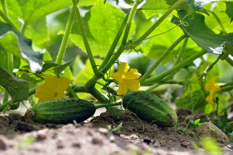 Cosmic Cucumbers